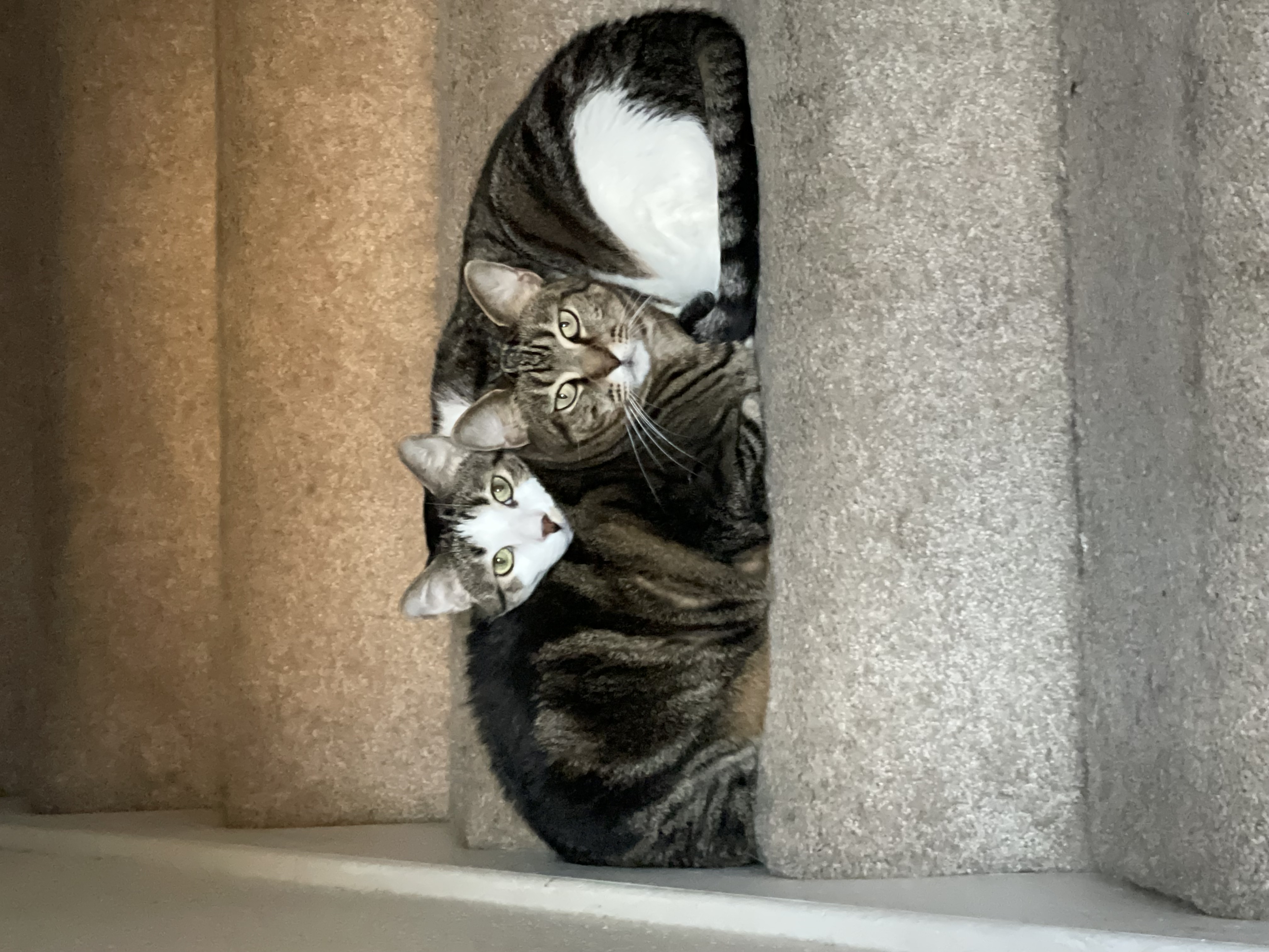 gatsby & olive